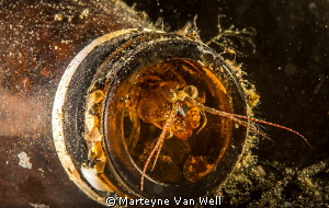 Shrimp hiding in a bottle at Lembeh Strait by Marteyne Van Well 